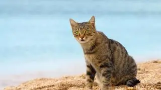 Lokalne władze nie chcą kotów na plaży 
