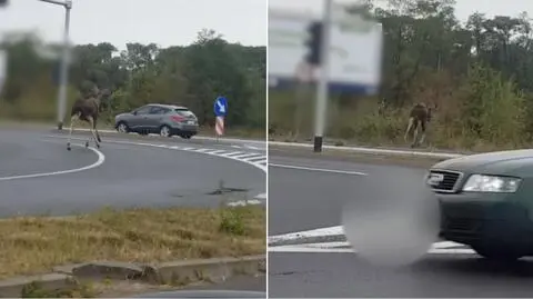 Poznań: Po ulicy biegał łoś