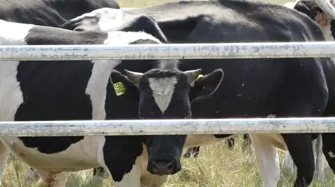 Ciecierzyce. Dzikie krowy przechodzą badania, większość ma już kolczyki