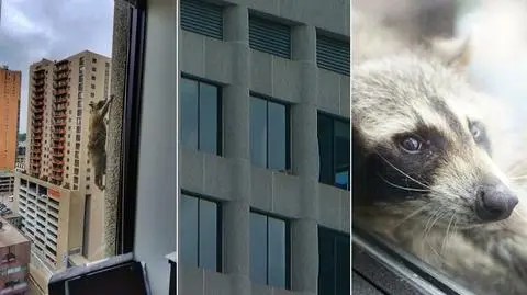 Szop zdobywcą 21 piętra