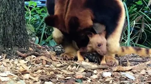 Kangur drzewny w australijskim zoo. Nagranie pierwszego spaceru