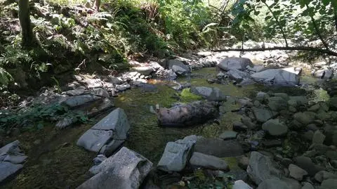 Beskid Śląski. Martwy wilk znaleziony w potoku