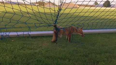 Strażacy uratowali liska. Zaplątał się w siatkę bramki