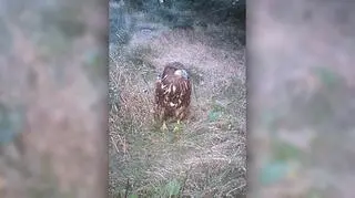 Ptak był osłabiony i nie mógł odlecieć