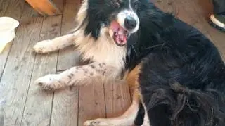 Border collie czeka na właściciela w schronisku na Skrzycznem