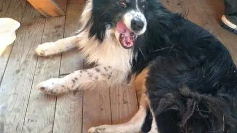 Stary samotny border collie w Nowy Rok wszedł na Skrzyczne
