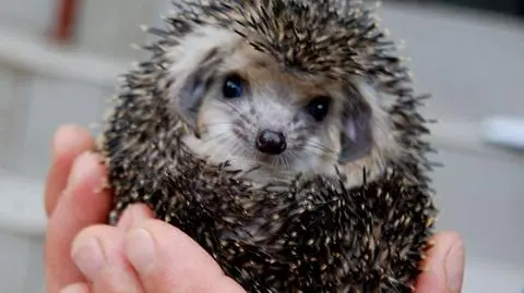 Jeże uszate, jelarangi, kameleony.
Transfery wrocławskiego zoo.