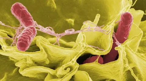 "Tresowana" salmonella zje raka?