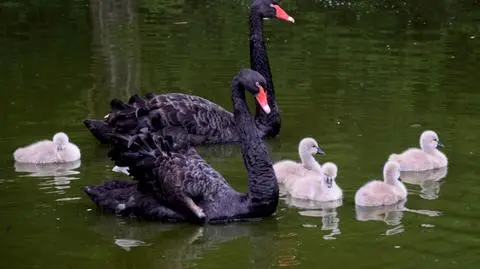 Ktoś otruł łabędzie w poznańskim zoo