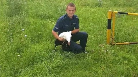 Policjanci pomogli bocianowi. "Prawdopodobnie ktoś go potrącił"