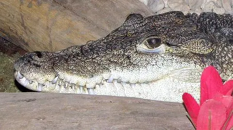 400 krokodyli zbiegło dzięki huraganowi