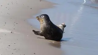 "Zostaw foki w spokoju. Plaży wystarczy dla wszystkich"