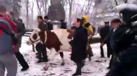 Chcieli wejść z krową do parlamentu