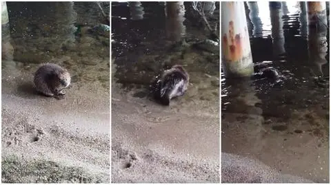 Gdynia: Bóbr kąpał się w zatoce
