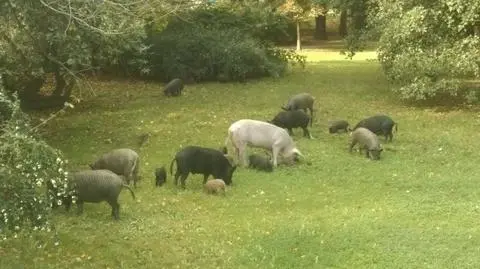 Świniodziki buszują po wrocławskich parkach