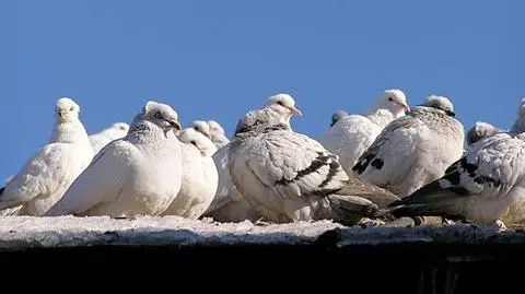 Tysiące gołębi nie wróciło. Popełniono przestępstwo?