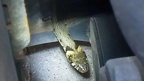 Wąż pod maską samochodu