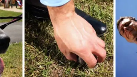 Urząd miasta zachęca: Sprzątaj to! Co? G**no!