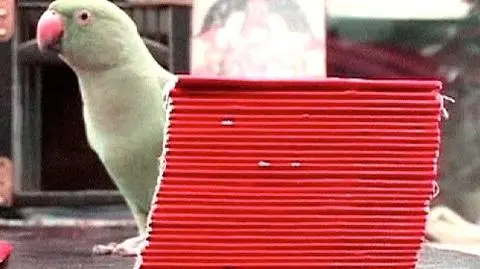 Papuga prawdę ci powie...