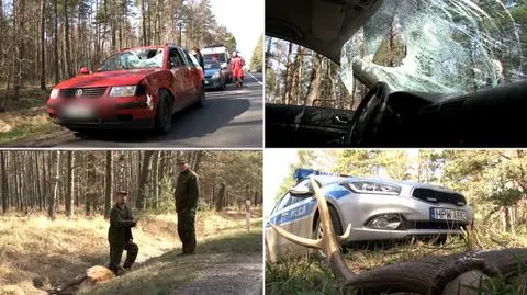 Zderzyła się z jeleniem. Zwierzę nie przeżyło