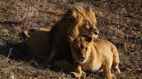 Lwy zamieszkały razem w gdańskim zoo
