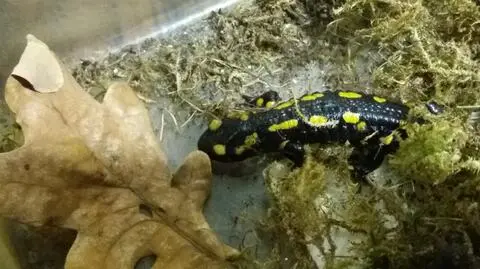 Poznań: Salamandra na terenie MTP