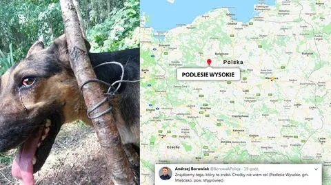 Wągrowiec: pies przywiązany stalową linką w lesie. Policja szuka sprawcy