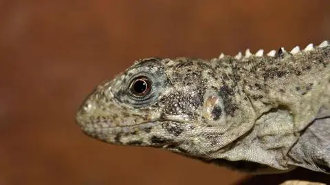 Kolczaste piękności zamieszkają we Wrocławiu