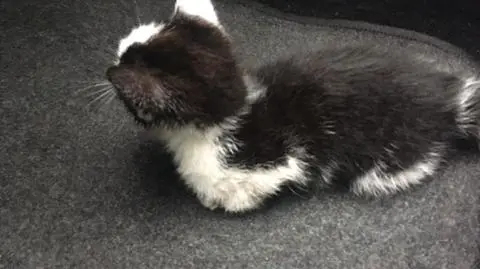 Policjant zatrzymał ruch i uratował kotka