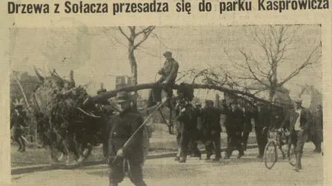 Tak przesadzano drzewa w 1938 r.