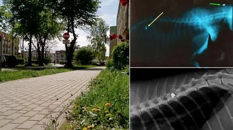 W Helu koty nie są mile widziane? Ktoś strzela do nich z wiatrówki