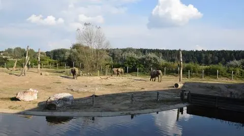 Poznań: Zoo posprzątało po Ksawerym. Już otwarte