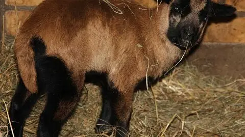 Młoda owieczka kameruńska w Nowym Zoo