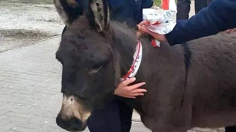 Osły uciekły z szopki w Lublinie