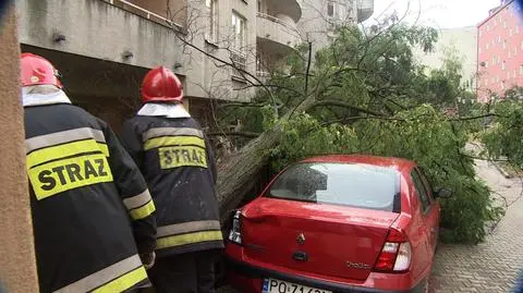 Środowe nawałnice powaliły wiele drzew, m.in. w Wielkopolsce