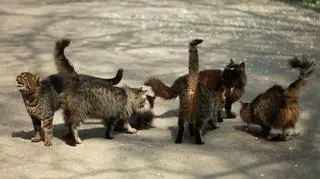 Władze japońskiej wyspy kastrują koty, by ocalić zające