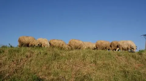 Ale wypas. "Owca inteligentną kosiarką, którą można sterować"