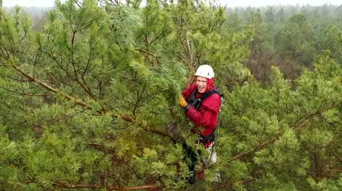 Adrenaline, fresh air and magnificent sights. That&#039;s what tree surgeons get for their effort
