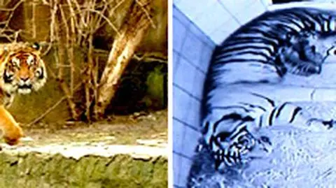 Wielki Brat w warszawskim zoo