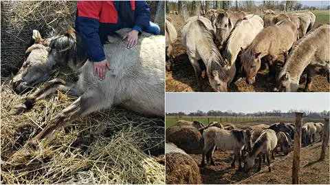 Zaniedbane konie w Świnoujściu. Dwóch z nich nie udało się uratować
