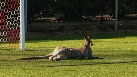 Australia. Kangur na boisku, przerwał mecz piłki nożnej