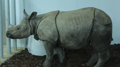 Oto Maniek Myśliciel, nowy mieszkaniec zoo
