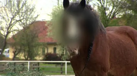 Konie mają głos