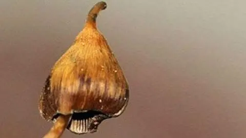 Grzyby halucynogenne zamiast antydepresantów?
