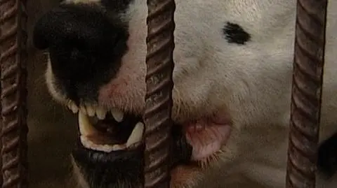 Dwulatek pogryziony przez psa