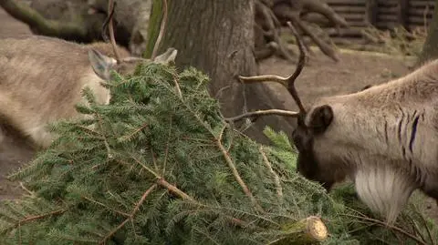 Wrocław: mieszkańcy zoo dostali świąteczne choinki