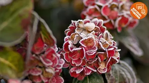 Mroźna natura wzbudziła ciepłe emocje. Wybraliście materiał tygodnia