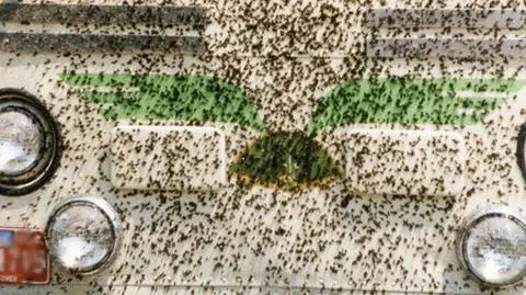 Samochody winne hekatomby owadów