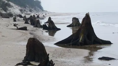 Pnie drzew na plaży 