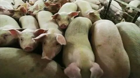 Zwierzęta karmiono nielegalną mączką mięsno-kostną